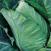 Early Jersey Wakefield Cabbage Seeds CB32-250_Base